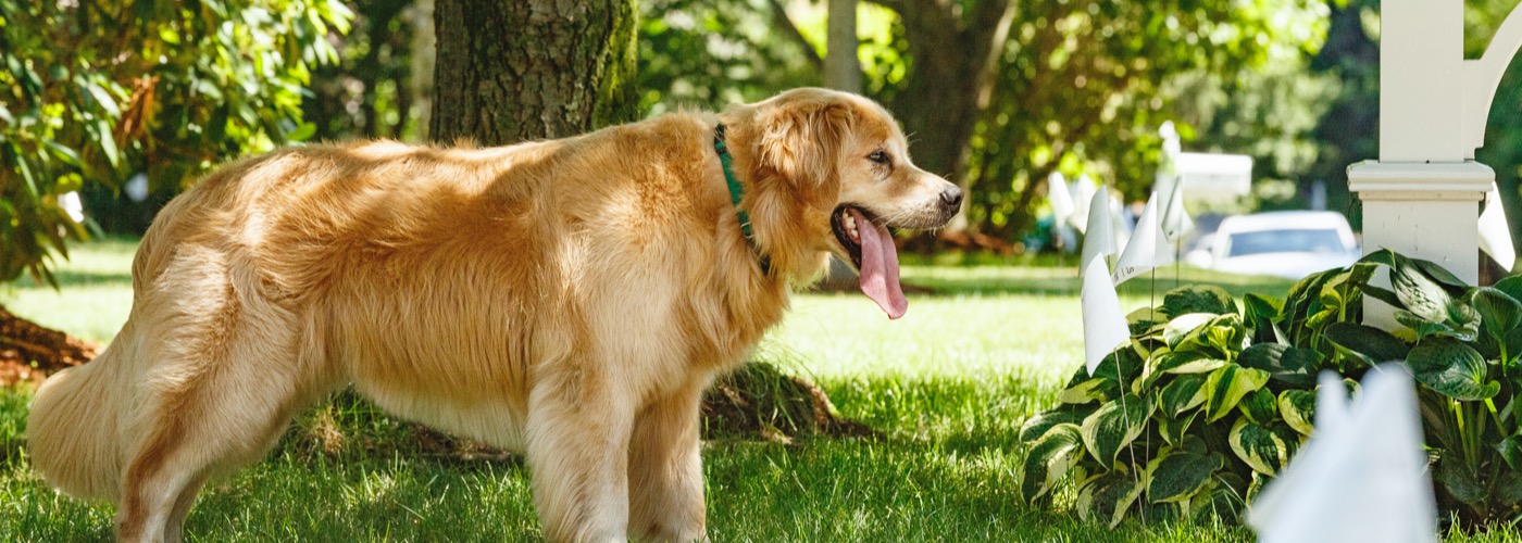 DogWatch of Cedar Rapids, Cedar Rapids, Iowa | Outdoor Hidden Dog Fences Slider Image